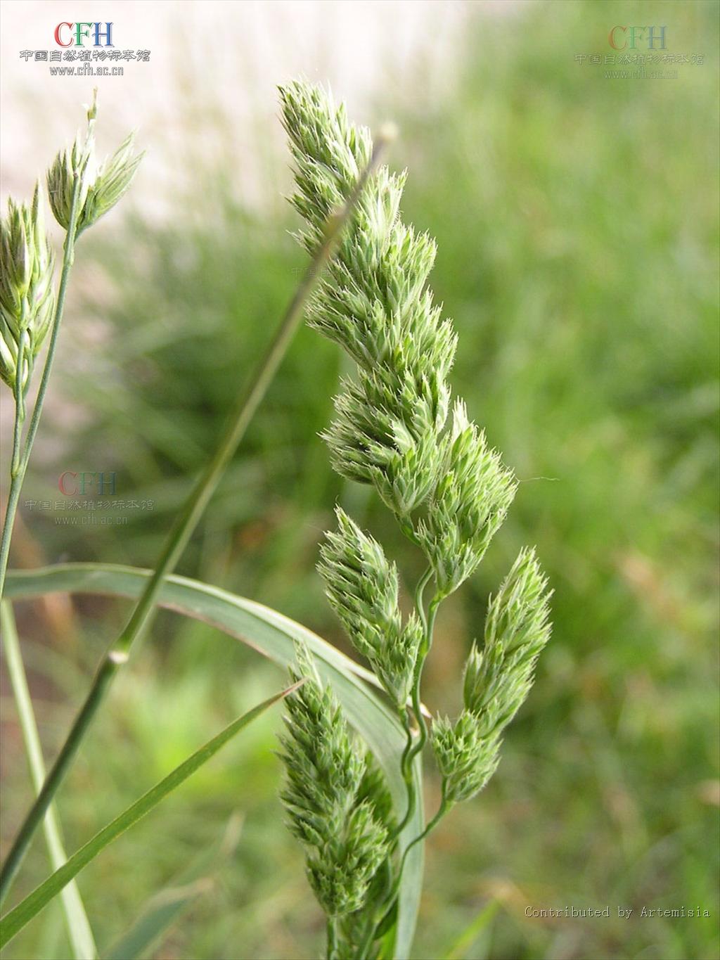 是禾本科,鸭茅属多年生 a href="#" data-lemmaid="541696">草本 /a>