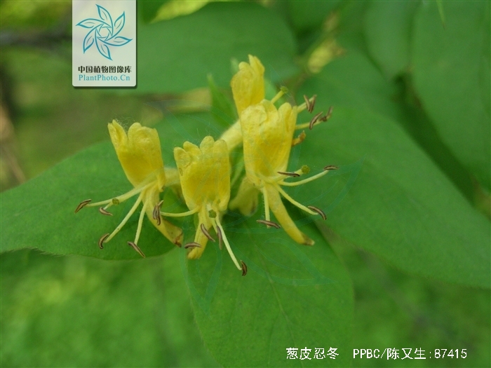  p>葱皮忍冬(学名: i>lonicera ferdinandii /i> franch.
