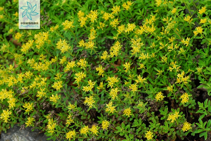  p>细叶景天,是 a target="_blank" href="/item/双子叶植物纲">双子