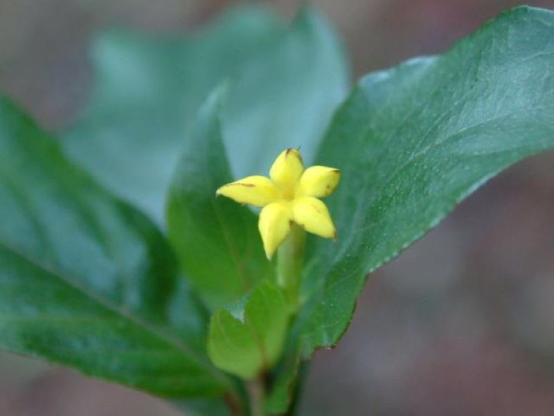  p data-id="go05e8w3jc">甘藤又叫甜藤(《嘉》),感藤.