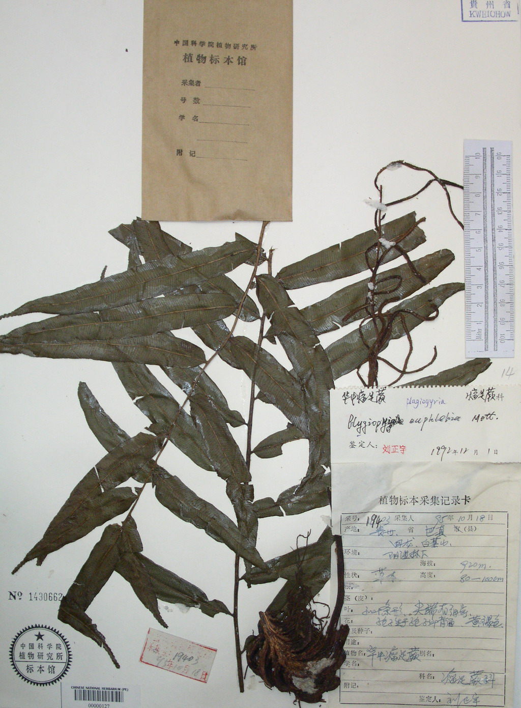 中国数字植物标本馆