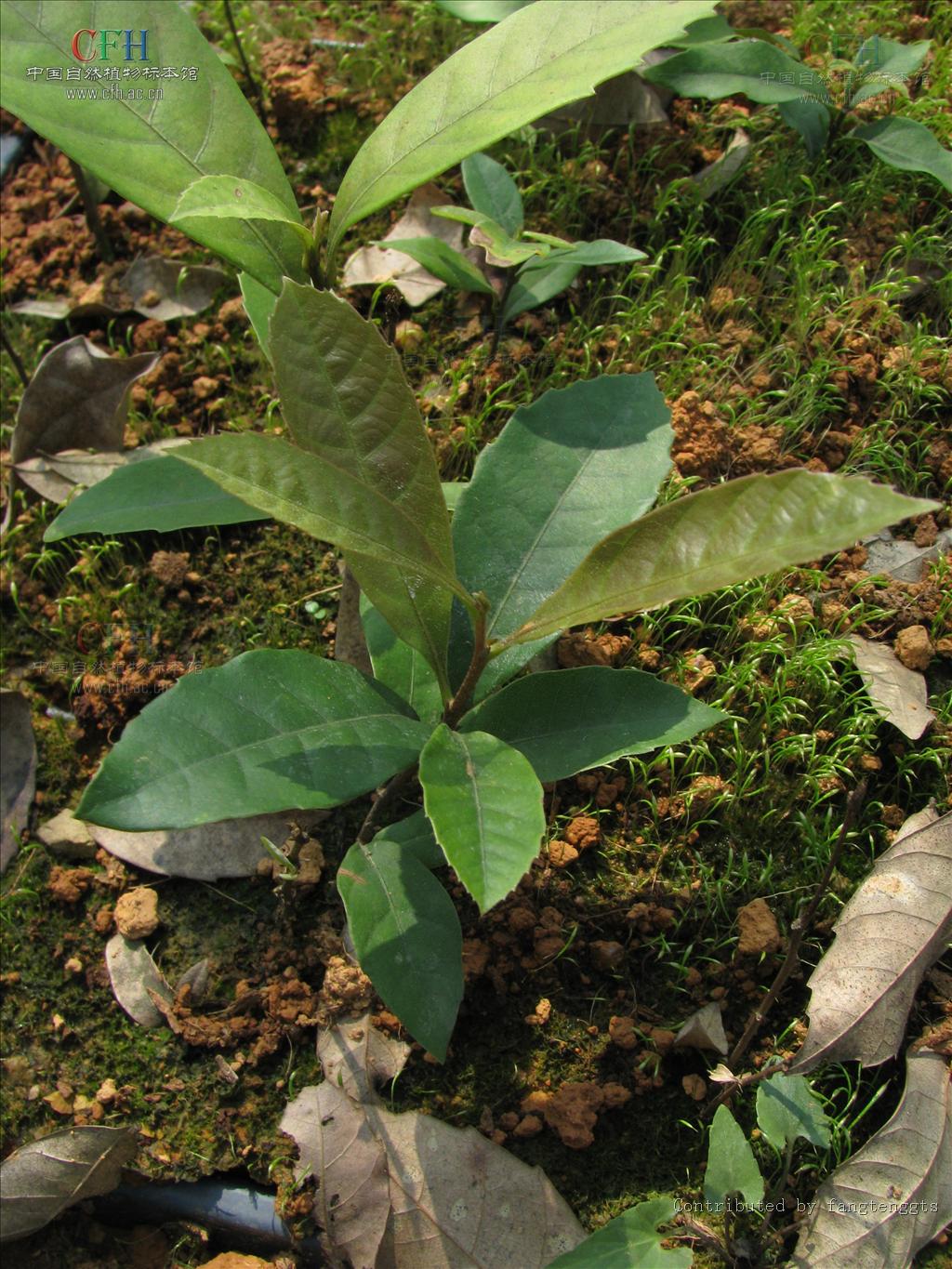 国家二级保护植物,是山毛榉目,壳斗科, a href="#" data-lemmaid="