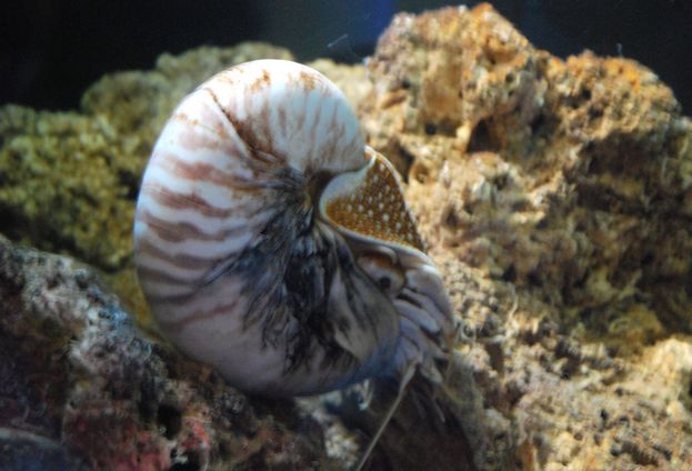  p>珍珠鹦鹉螺, i>nautilus pompilius /i> (linnaeus, 1758), a href