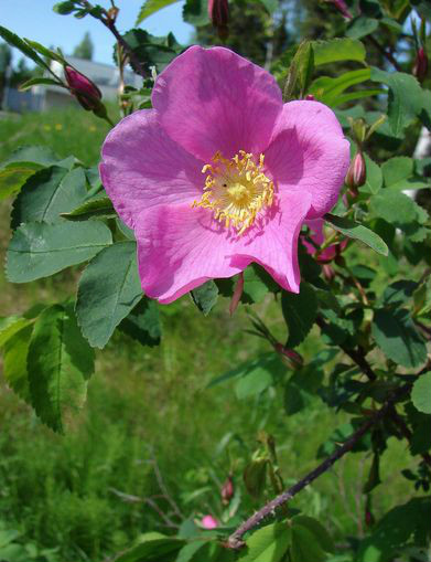  p>刺蔷薇(学名: i>rosa acicularis /i> lindl.