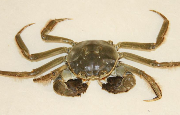 中华绒螯蟹(学名:eriocheir sinensis)是弓蟹科,绒螯蟹属