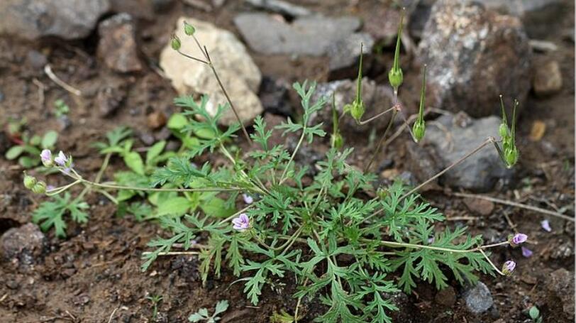 " data-lemmaid="3031121">牻牛儿苗科 /a>,一年生或多年生,矮小草本