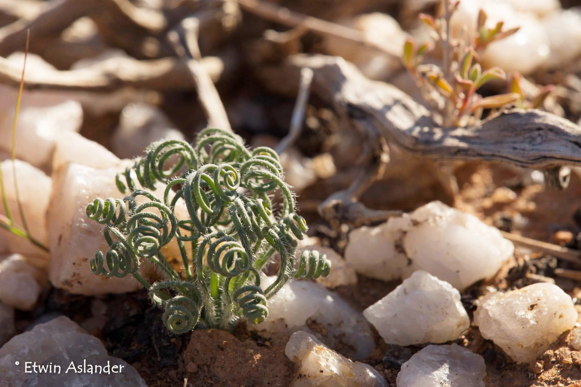  p>多肉植物(succulent plant)是指植物的根,茎,叶三种 a target="