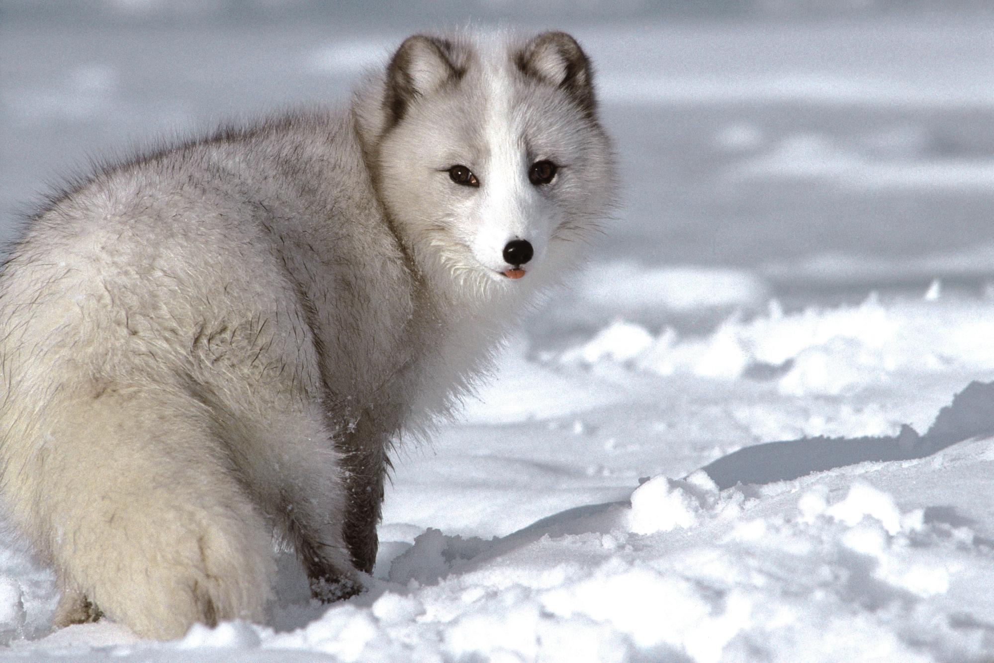  p data-id="tiwijwxoxzff">arctic fox是食肉目犬科北极狐属哺乳动物