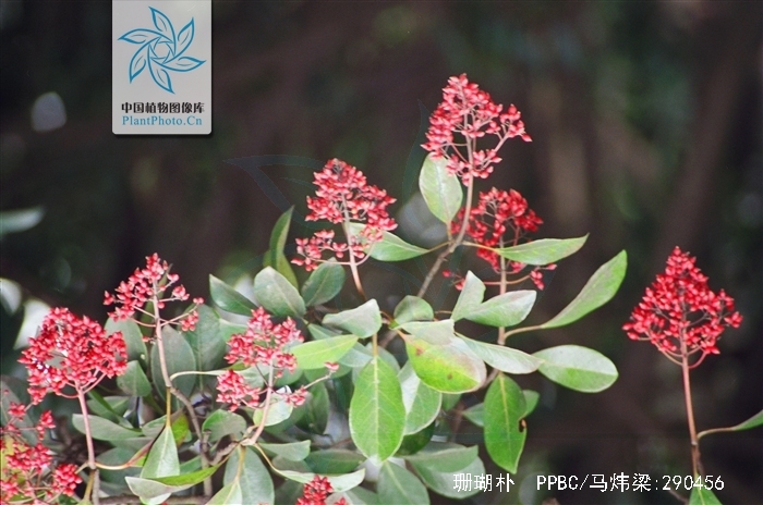  p>珊瑚朴(学名: i>celtis julianae  /i>schneid.