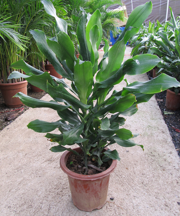 别名:螺旋铁, a target="_blank" href="/item/柳纹铁">柳纹铁 /a>