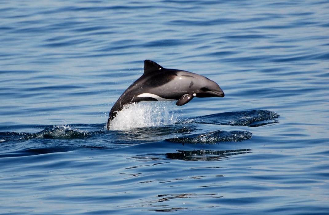 赫氏海豚