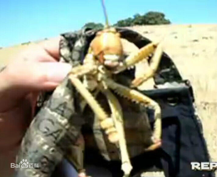  p data-id="gnwipbx5ac">saga ephippigera,欧洲大陆巨型肉食性螽斯.