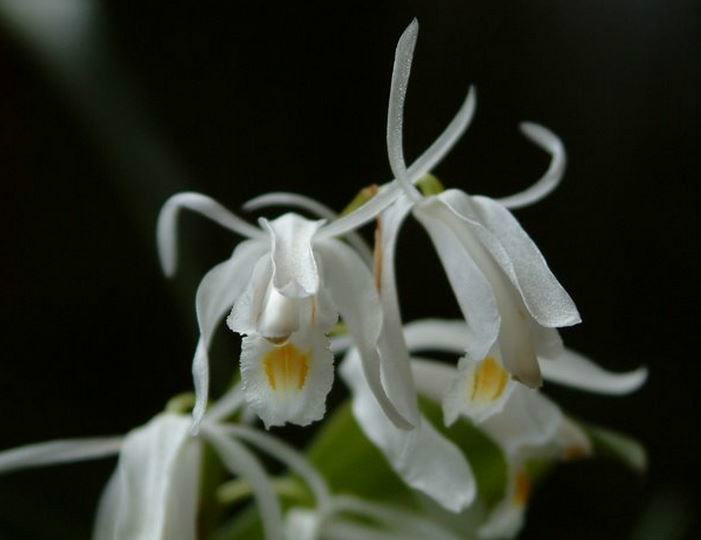  p>白花贝母兰(学名: i>coelogyne leucantha  /i> w. w. smith.