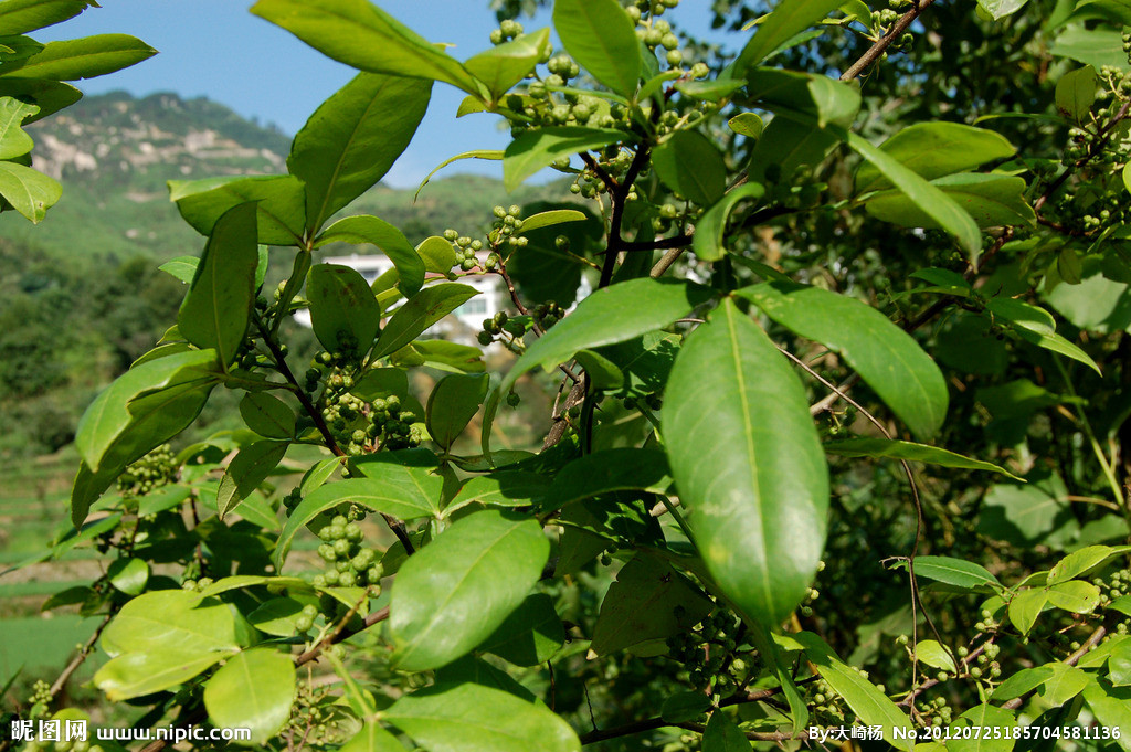 为芸香科,花椒属落叶 a target="_blank" href="/item/小乔木/3083214