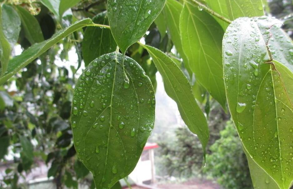  p>樟叶槿(hibiscus grewiifolius hassk)为锦葵科木槿属植物.