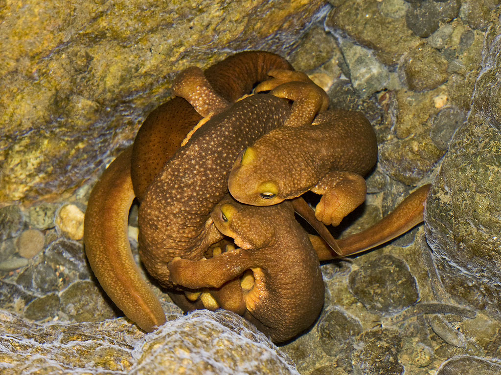 rough-skinned newt