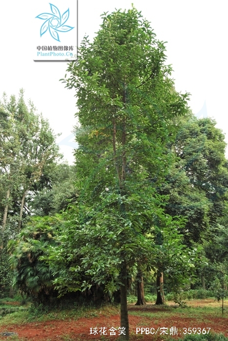  p>球花含笑,又名毛果含笑,是木兰科含笑属的一种常绿乔木,稀有种,是