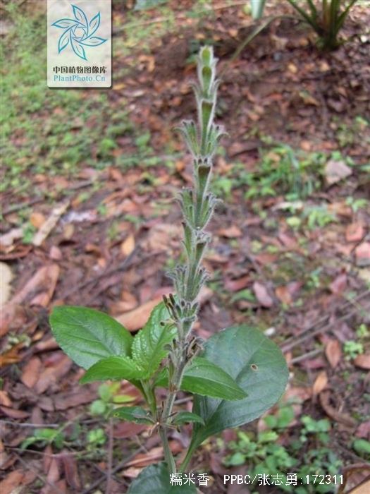  p>糯米香(拉丁学名:semnostachya menglaensis h. p. tsui.