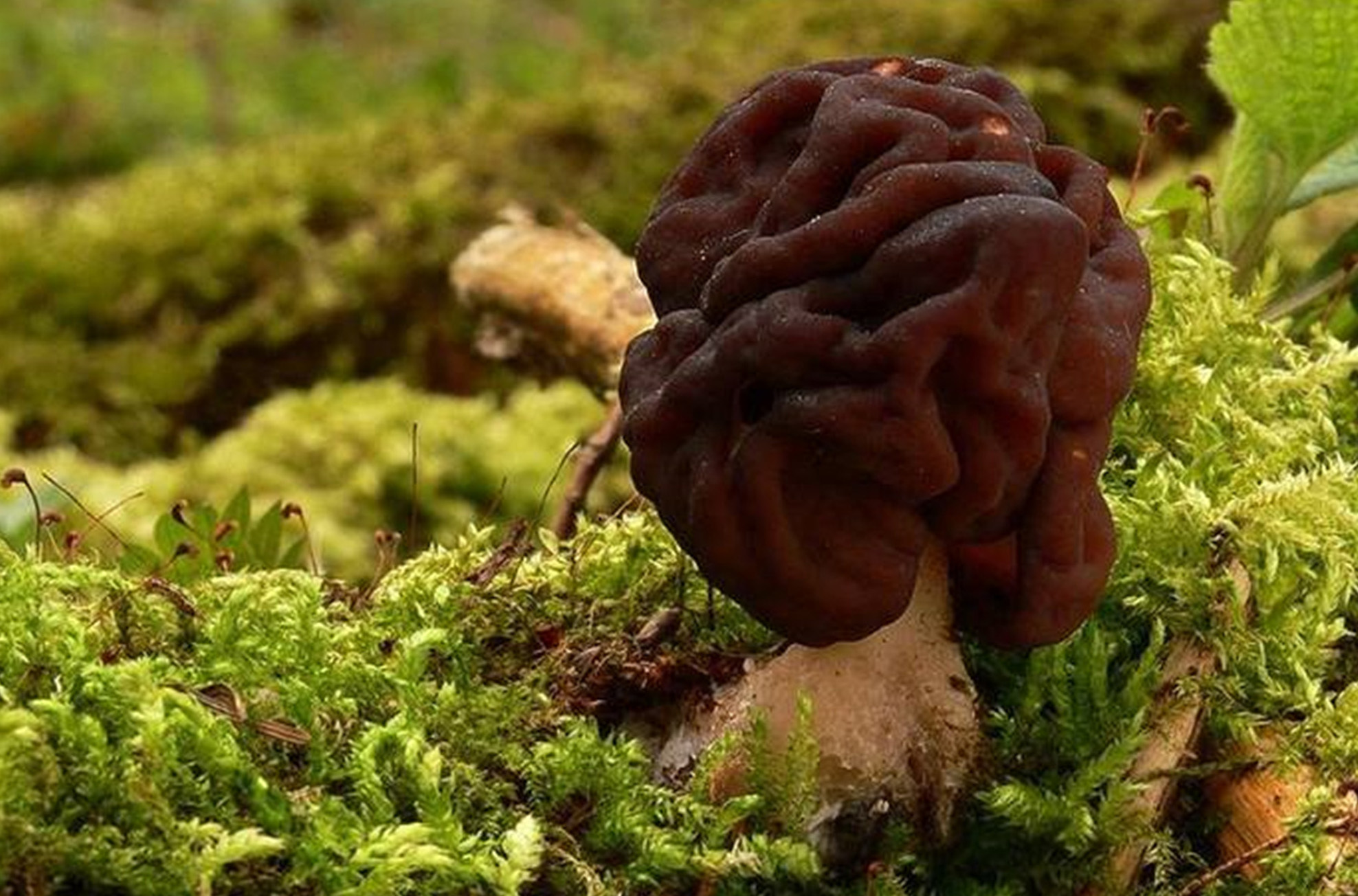  p>鹿花菌(学名gyromitra esculenta),又名鹿花蕈或河豚菌,是鹿花菌属