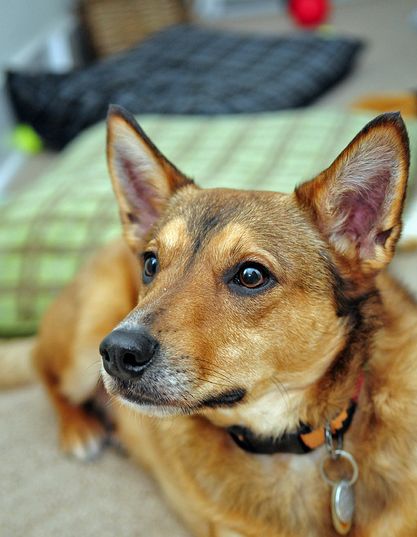  p>普通家犬,也称"家狗",是最常见的犬科 a target="_blank" href="