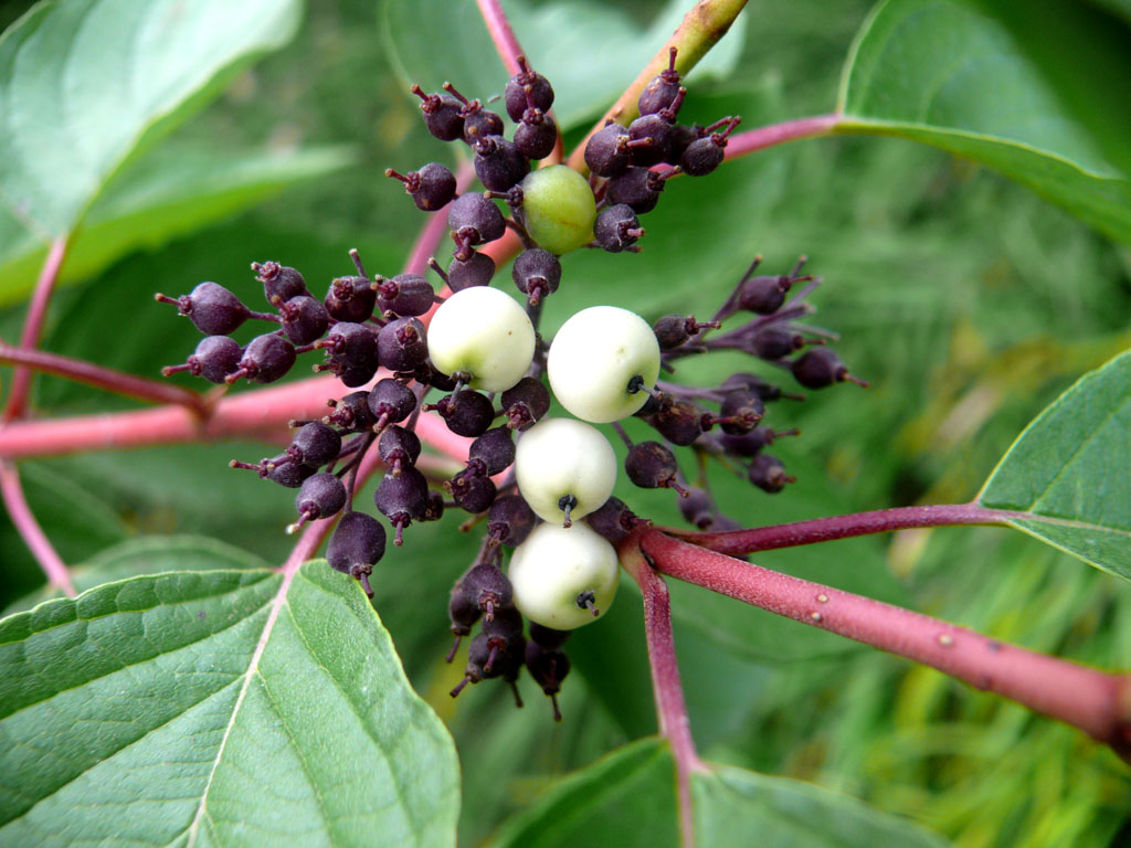  p>山茱萸科, a href="#">双子叶植物纲 /a> a href="#">蔷薇亚纲 /a>