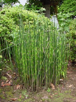 科/8243175" data-lemmaid="8243175">木贼科 /a>,问荆属的一种植物