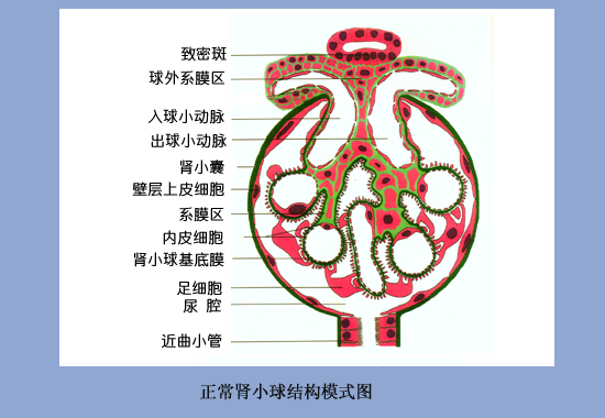 data-lemmaid="5597694">肾小球毛细血管 /a>壁构成过滤膜