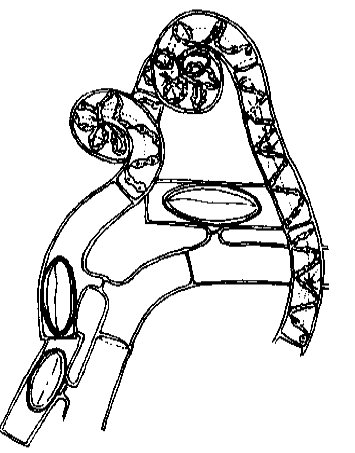 为双星藻科植物光洁水绵 i>spirogyra /i> i>  /i> i>nitida /i>(dill