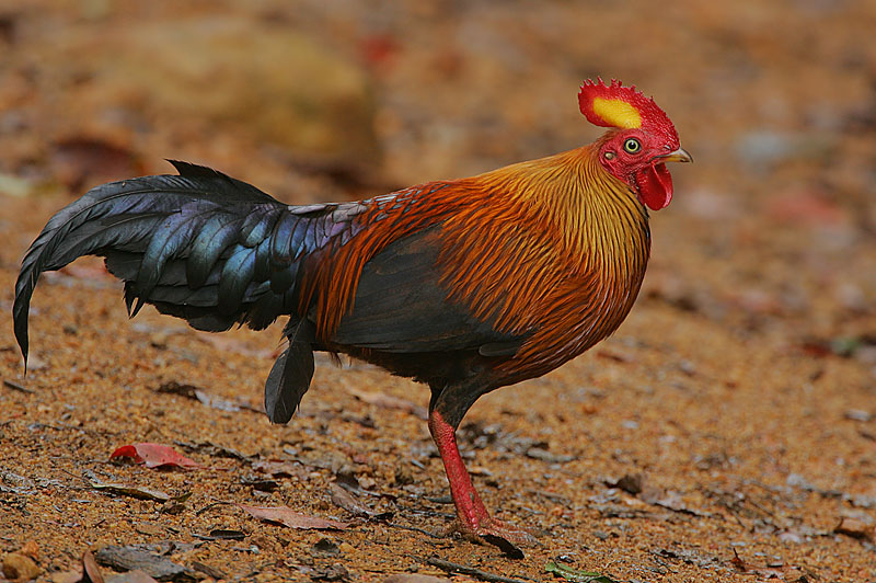  p>黑尾原鸡(学名: i>gallus lafayetii /i>): a href="#" data-lemma