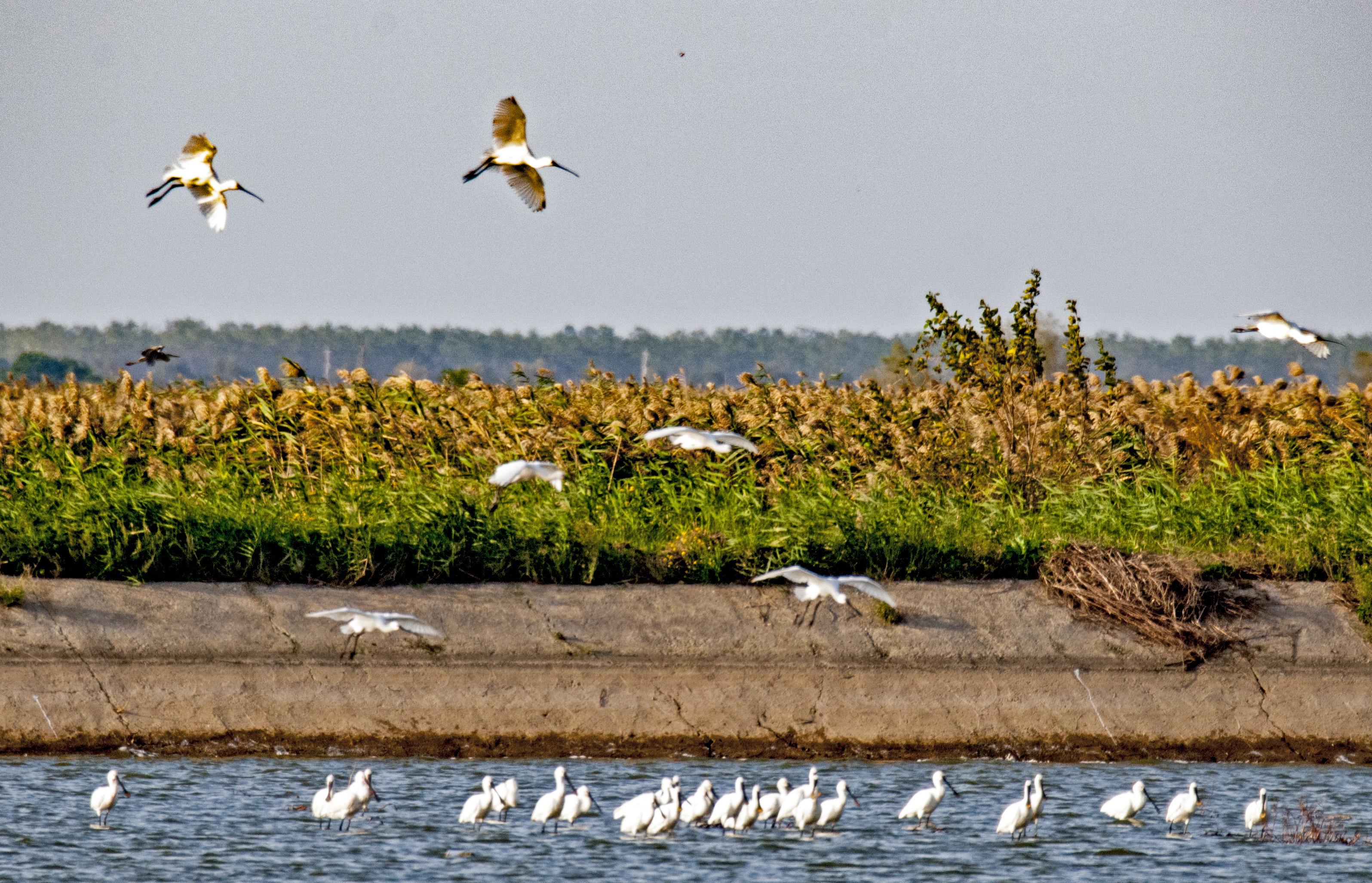 江西省东鄱阳湖湿地景区