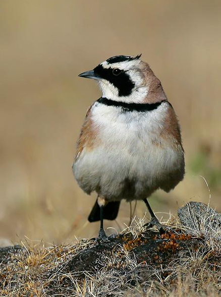  p>百灵俗称 a target="_blank" href="/item/百灵鸟/320511" data