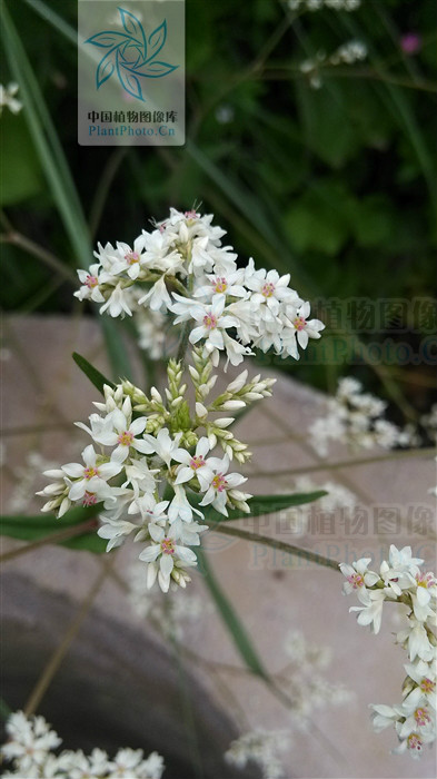  p> b>长柄野荞麦 /b>(学名: b> i>fagopyrum statice /i> /b>)为蓼科