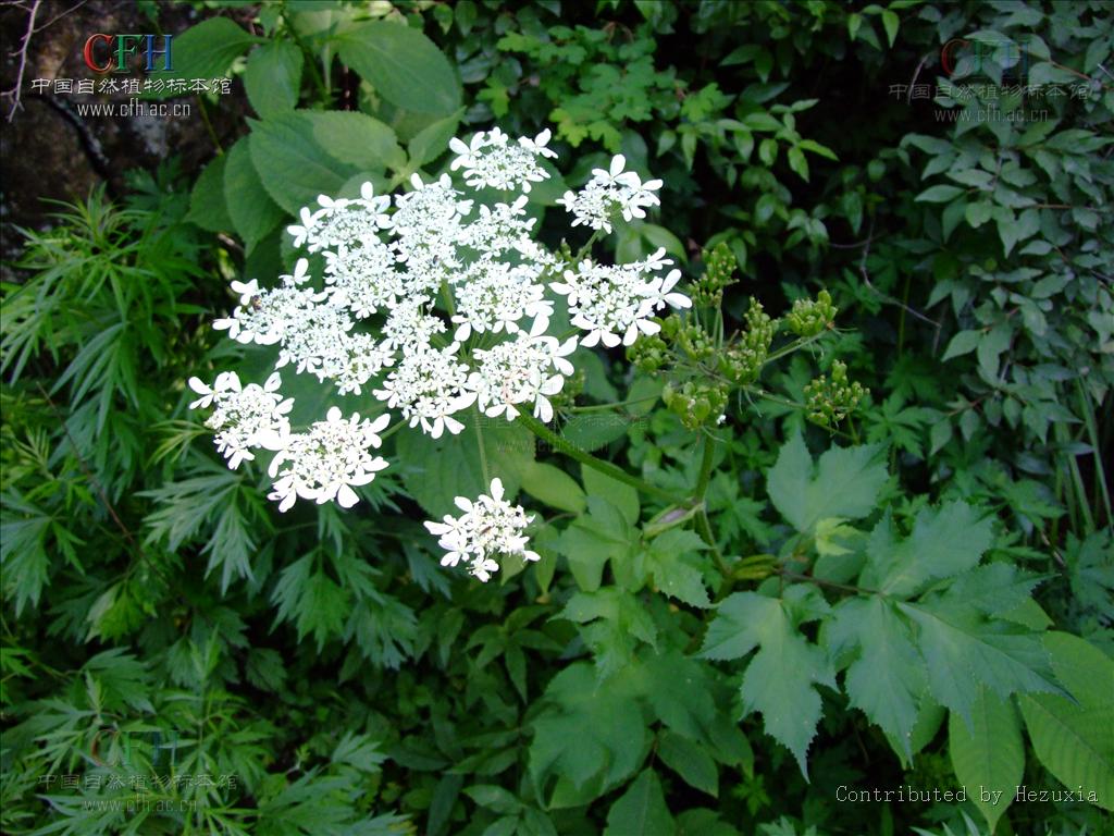  p>独活属(学名: i>heracleum /i>&nbsp;l.)是伞形科下一个属.