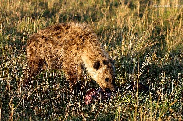  p>斑鬣狗(学名: i>crocuta crocuta /i>):又名斑点鬣狗,体长约95-160