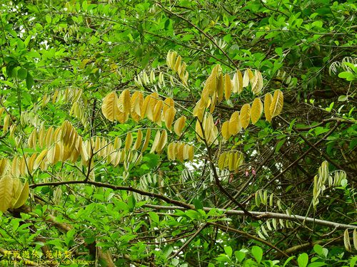  p data-id="go05x86fqz">厚果崖豆藤(学名: i>millettia pachycarpa 
