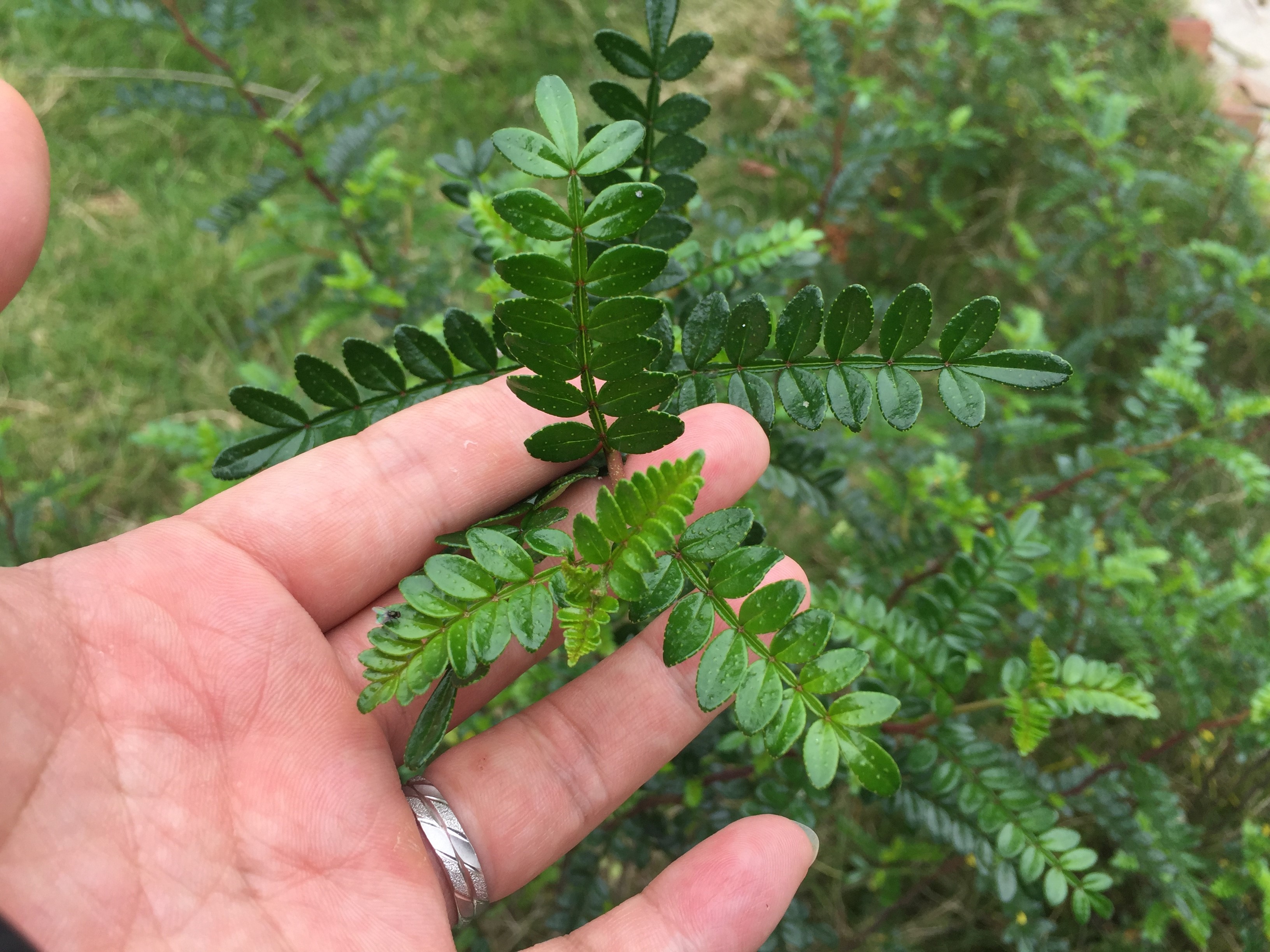 清香木