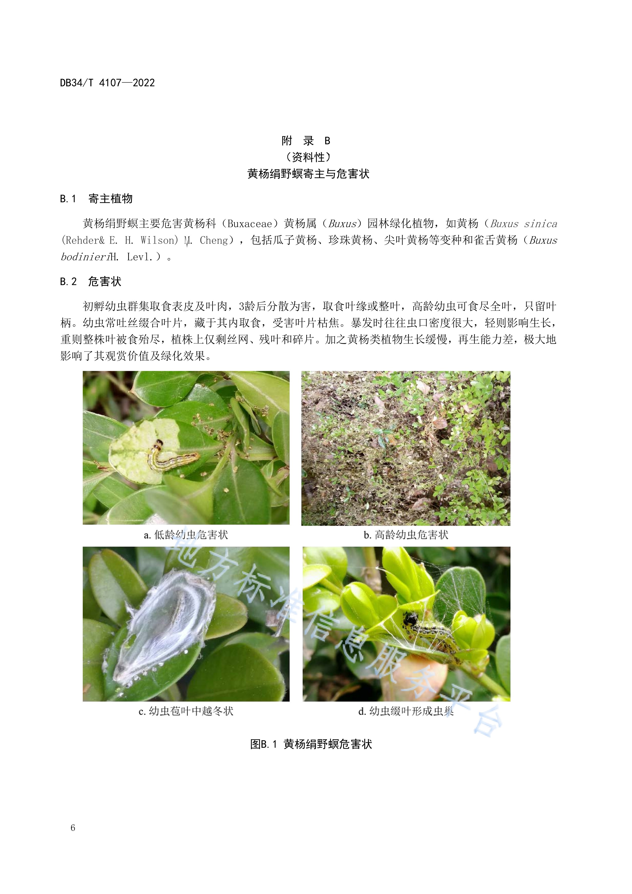 黄杨绢野螟监测及防治技术规程