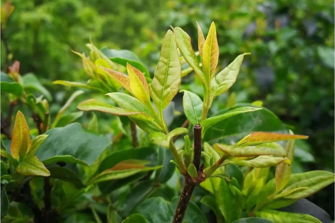 苦丁茶冬青广西39号