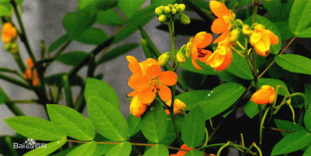  p>望江南(学名: i>senna occidentalis /i> (linnaeus) link)是豆科