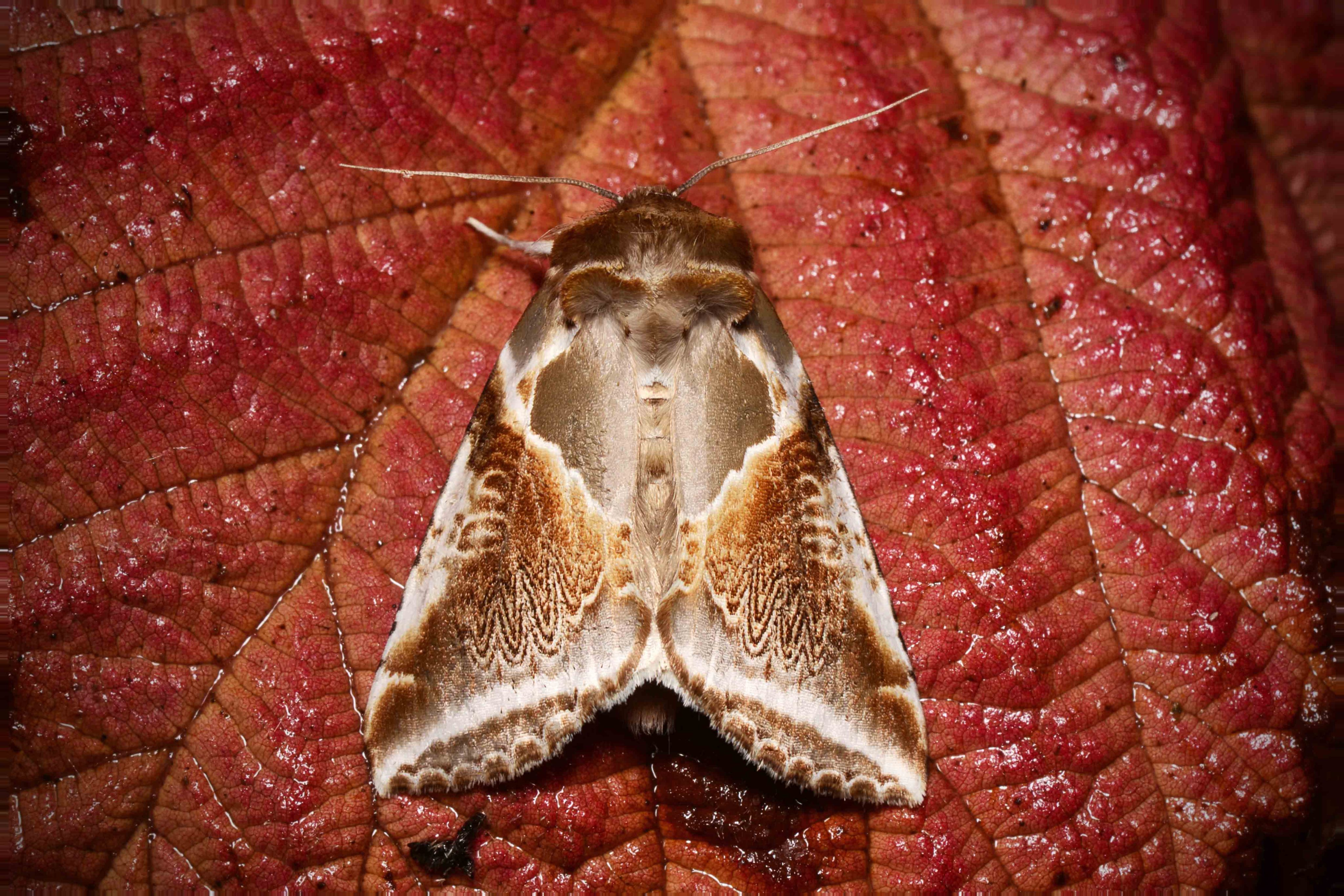 华波纹蛾阿穆尔亚种