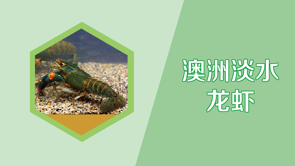 澳洲淡水龙虾:名贵经济虾种之一