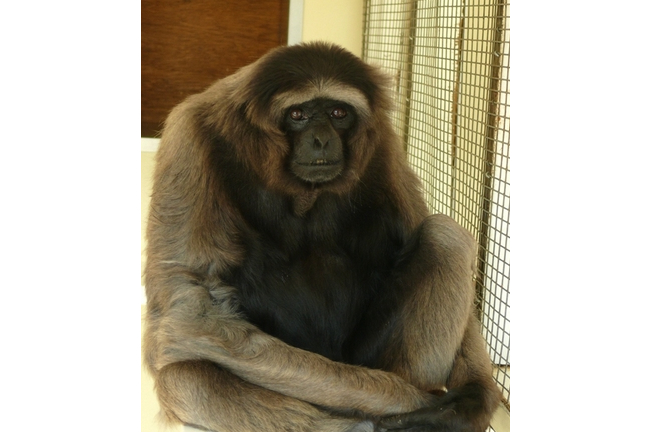 黄脸冠毛长臂猿