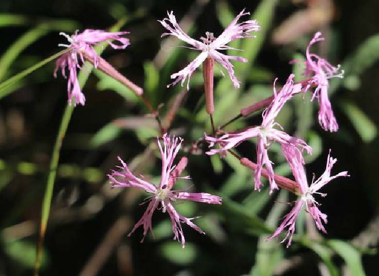  p>感应草属(学名:biophytum dc.