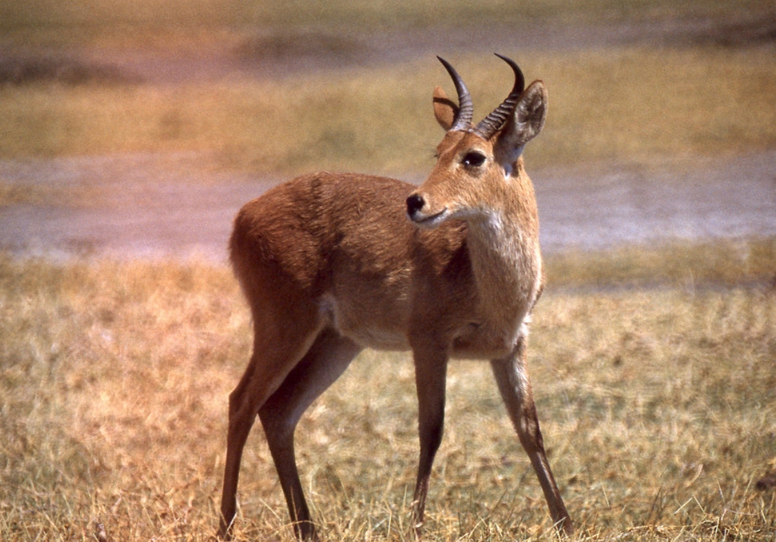 common reedbuck