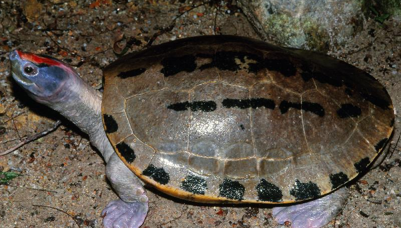  p>咸水龟(学名: i>batagur borneoensis /i>)是淡水龟科,咸水龟属的
