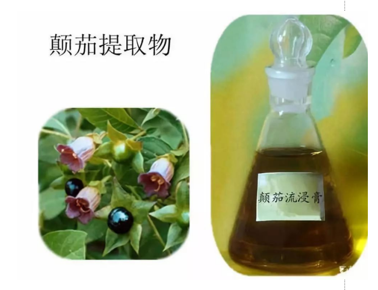 如梦如幻的神秘颠茄_百科TA说
