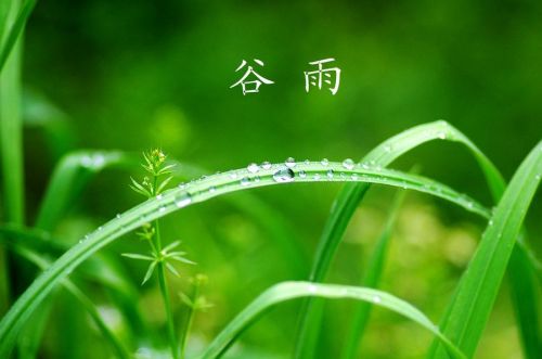 谷雨