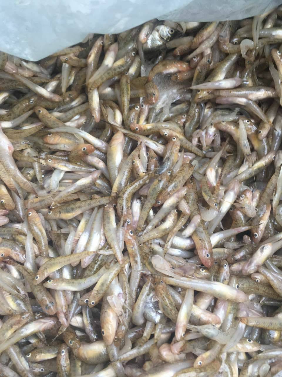 坑鱼属