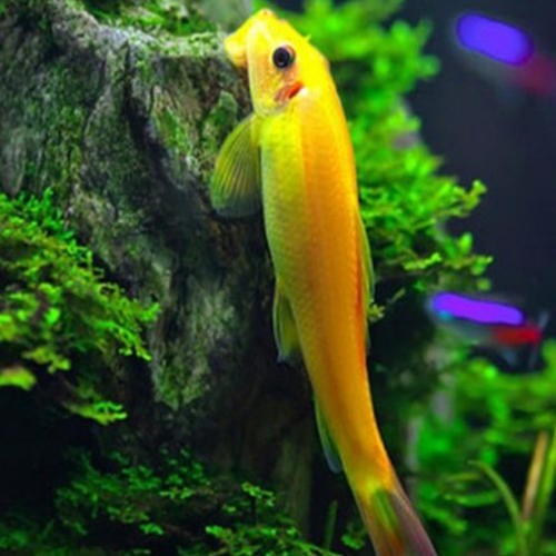 长大后总被人嫌弃的金苔鼠 百科ta说