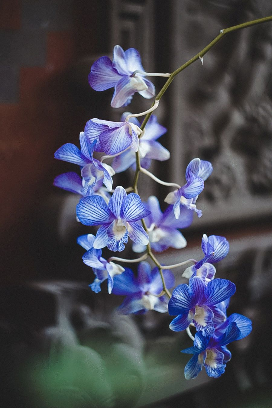 你在几月出生 就像哪个花神 风雅之极 百科ta说